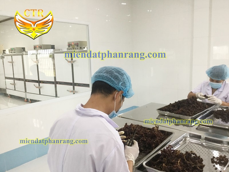 xưởng sấy nho khô cánh trắng